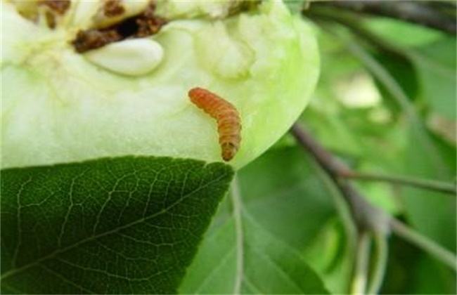 苹果食心虫